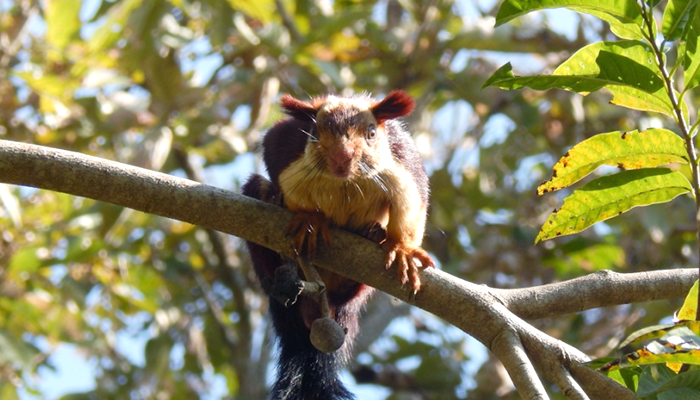 The WildLife Cell  - Tata Coffee estates