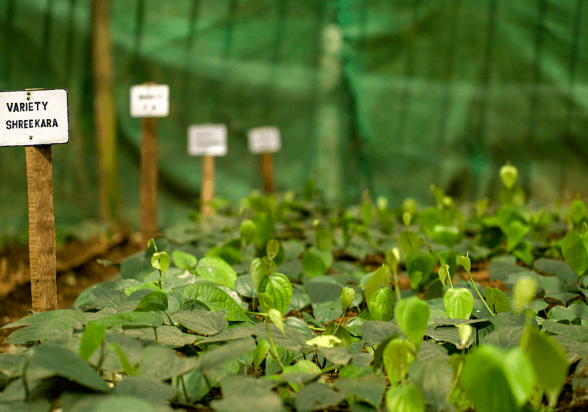 Pepper Nursery Image - Tata Coffee