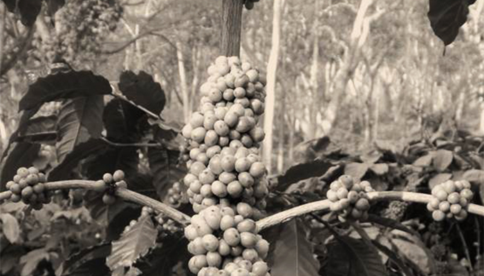 Story of my life - A robusta stump from Banjigerrey Division - Cannoncadoo Estate