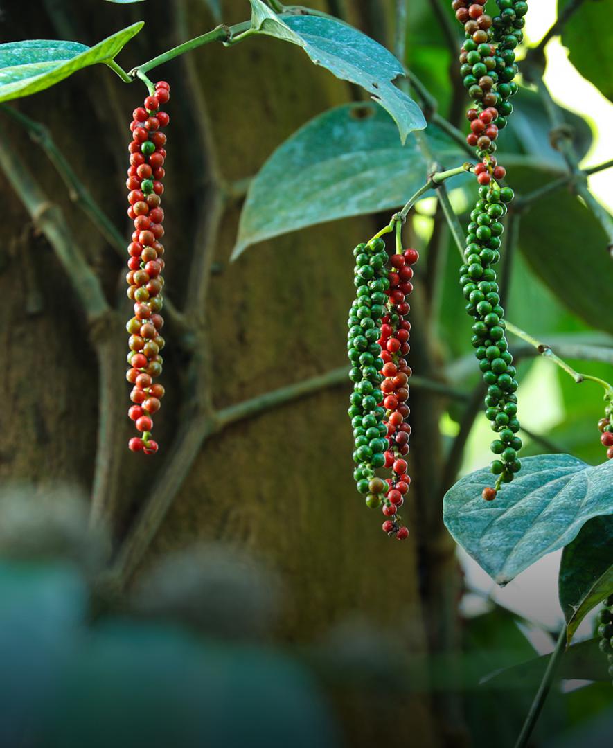 Pepper Harvesting Image - Tata Coffee